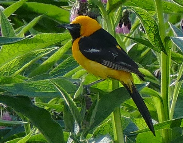Hooded-Oriole-Community-Gardens-Juneau-Sept.-20-2015