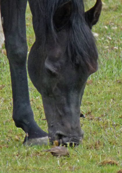 brown-headed-cowbirds-and-horse