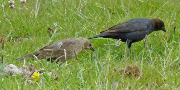 brown-headed-cowbirds-female-left-and-male