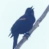 red-winged-blackbird-at-kingfisher-pond