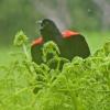 red-winged-blackbird-male-singing