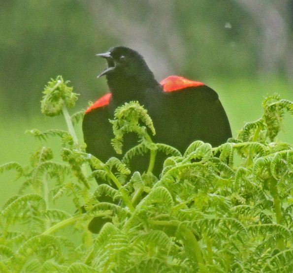 red-winged-blackbird-male-singing