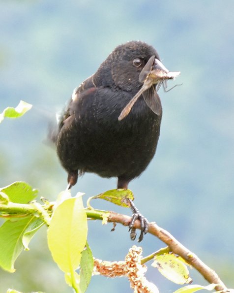 red-winged-blackbird-male-with-probable-american-emerald-dragonfly