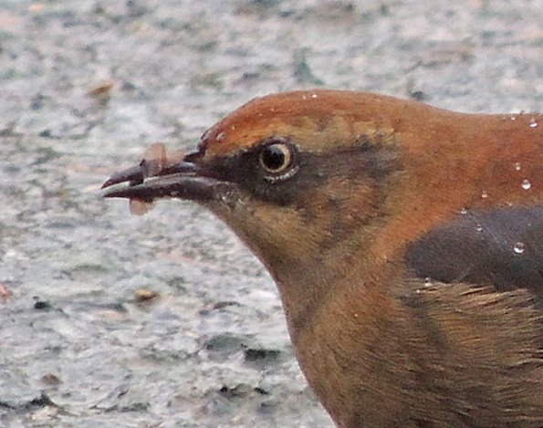 rusty-blackbird-feeding-on-spruce-seeds-best-2