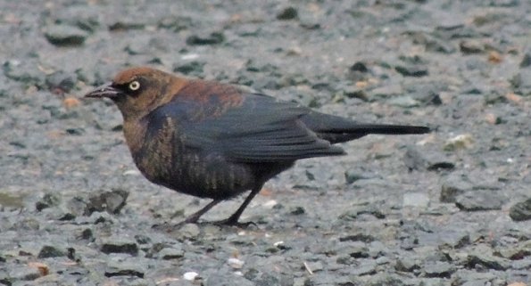 rusty-blackbird-male-nonbreeding_1352093638