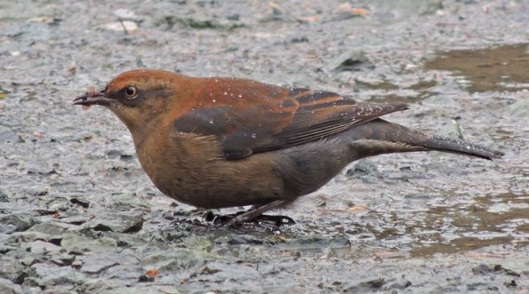rusty-blackbird-with-spruce-seeds-best-