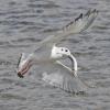 bonaparte-s-gull-with-dolly-varden-modified_1312779008