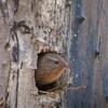 Pacific-Wren-at-tree-hole-nest