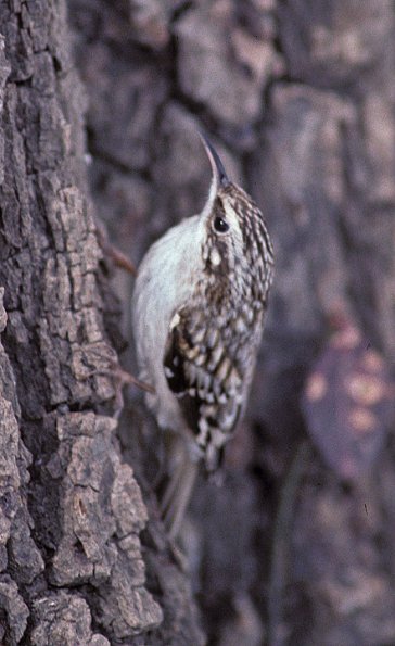 brown-creeper