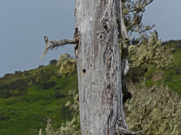 chestnut-backed-chickadee-near-nest