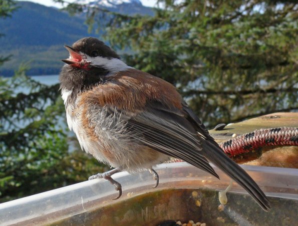 chestnut-backed-chickadee-young-begging