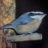 red-breasted-nuthatch