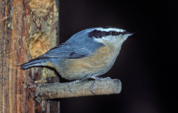 red-breasted-nuthatch