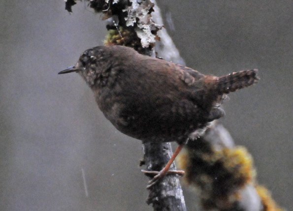 winter-wren-profile-2