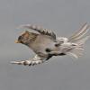 common-redpoll-in-flight-modified