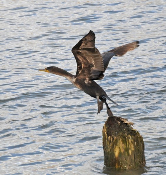 double-crested-cormorant-juvenile-taking-off