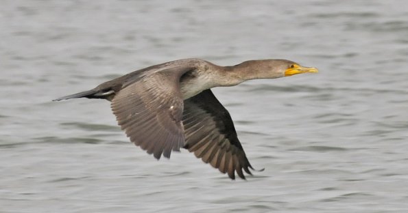 double-crested-cormorant