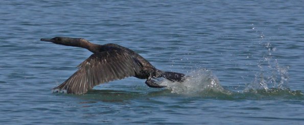 pelagic-cormorant-juvenile-in-flight