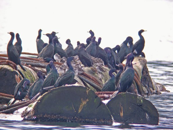 pelagic-cormorants-and-rock-sandpipers-sleeping-2
