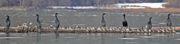 pelagic-cormorants-and-rock-sandpipers-trust