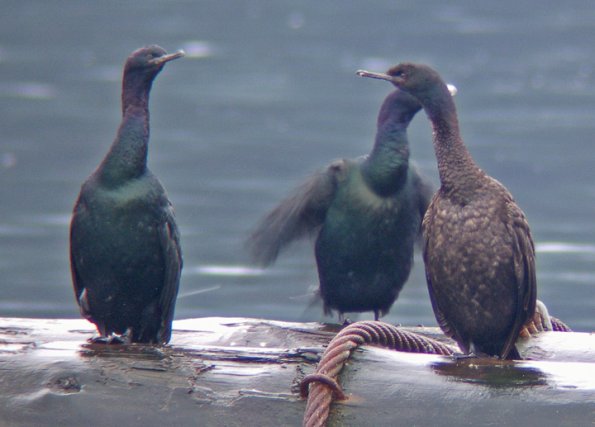 pelagic-cormorants-juvenile-right