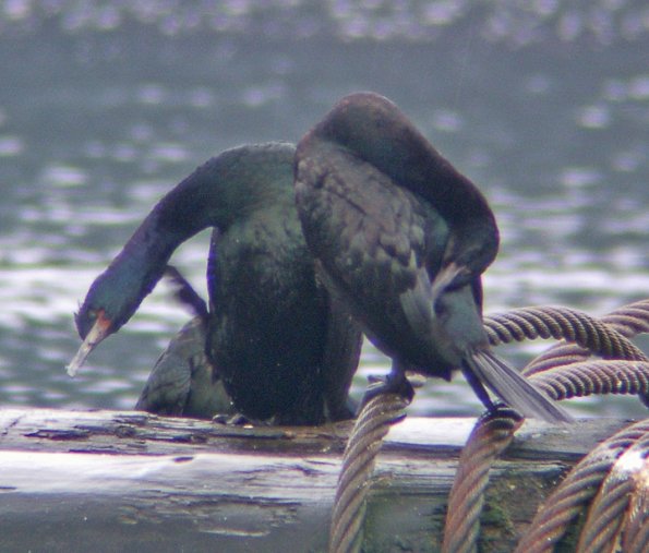 pelagic-cormorants-preening