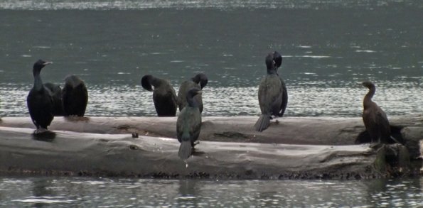 pelagic-cormorants