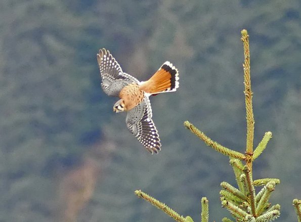 American-Kestrel-in-flight