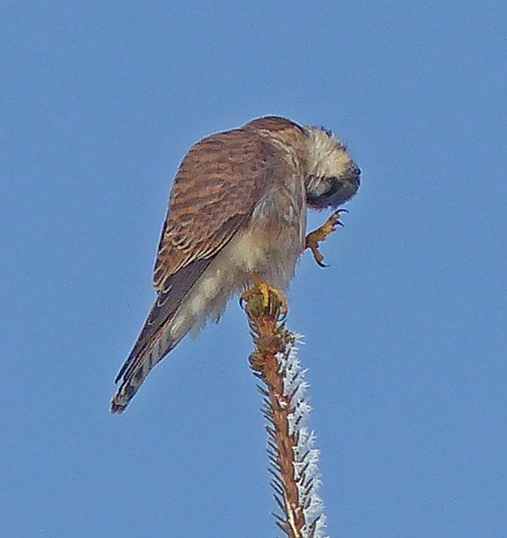American-Kestrel-scratching