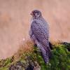 gyrfalcon