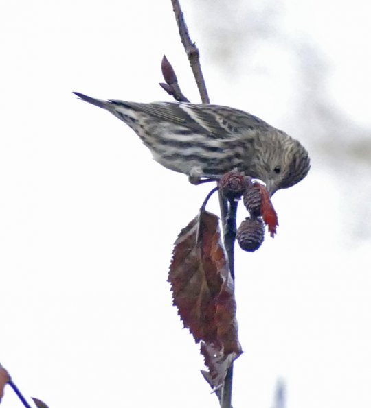 Pine-Siskin-getting-seed-from-alder-cone