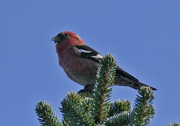 White-winged-Crossbill-male-1