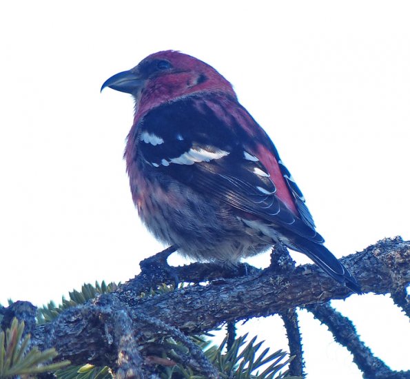 White-winged-Crossbill-male-Juneau-March-23-2015