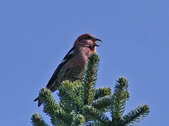 White-winged-Crossbill-male-singing