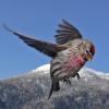 common-redpoll-in-flight-1