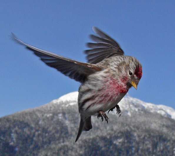 common-redpoll-in-flight-1