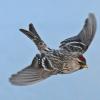 common-redpoll-in-flight-2