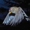 common-redpoll-in-flight