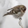 common-redpoll-in-the-snow