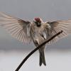common-redpoll-landing-2