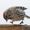 common-redpoll-landing
