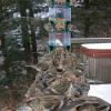 common-redpolls-at-bird-feeder