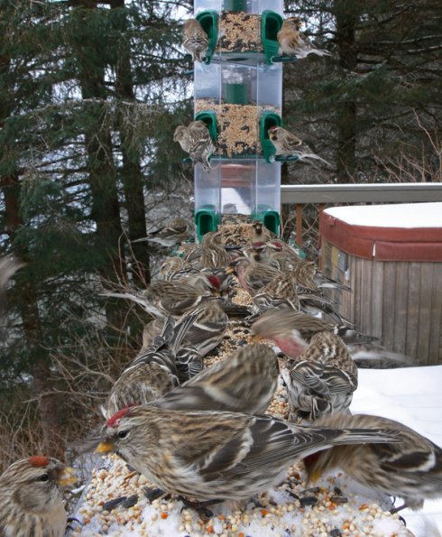 common-redpolls-at-bird-feeder