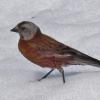 gray-crowned-rosy-finch-adult-on-snow