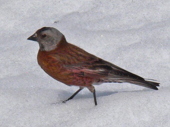 gray-crowned-rosy-finch-adult-on-snow