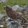 gray-crowned-rosy-finch-female-in-the-alpine