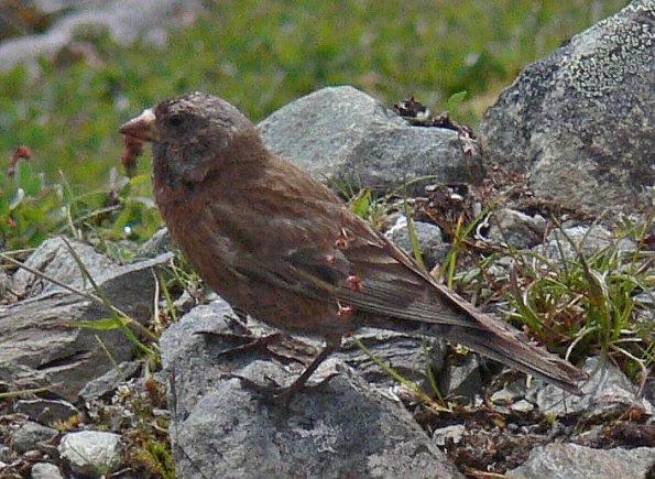 gray-crowned-rosy-finch-female-in-the-alpine