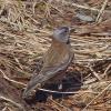 gray-crowned-rosy-finch-gold-ridge-june-9-2013