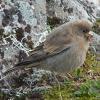 gray-crowned-rosy-finch-juvenile-2