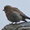 gray-crowned-rosy-finch-juvenile-in-the-alpine